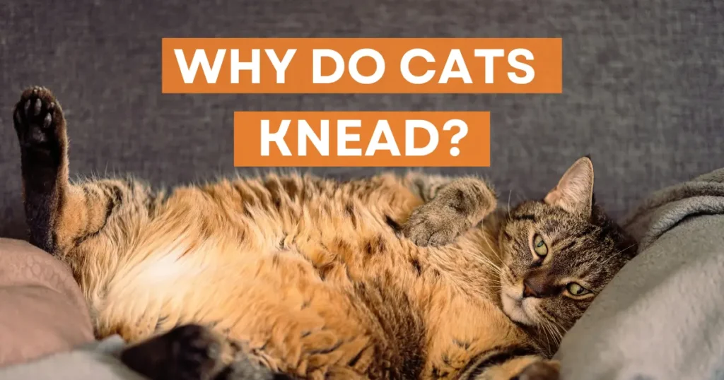 A relaxed tabby cat lying on its back on a couch, surrounded by soft blankets, with the text overlay "Why do cats knead?" in bold letters