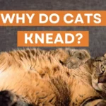 Is Almond Milk Safe for Cats? A Complete Guide for Pet Owners