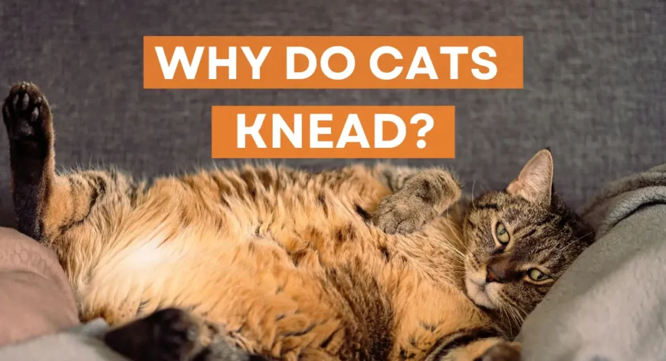 A relaxed tabby cat lying on its back on a couch, surrounded by soft blankets, with the text overlay "Why do cats knead?" in bold letters